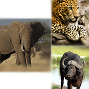 The Big 5